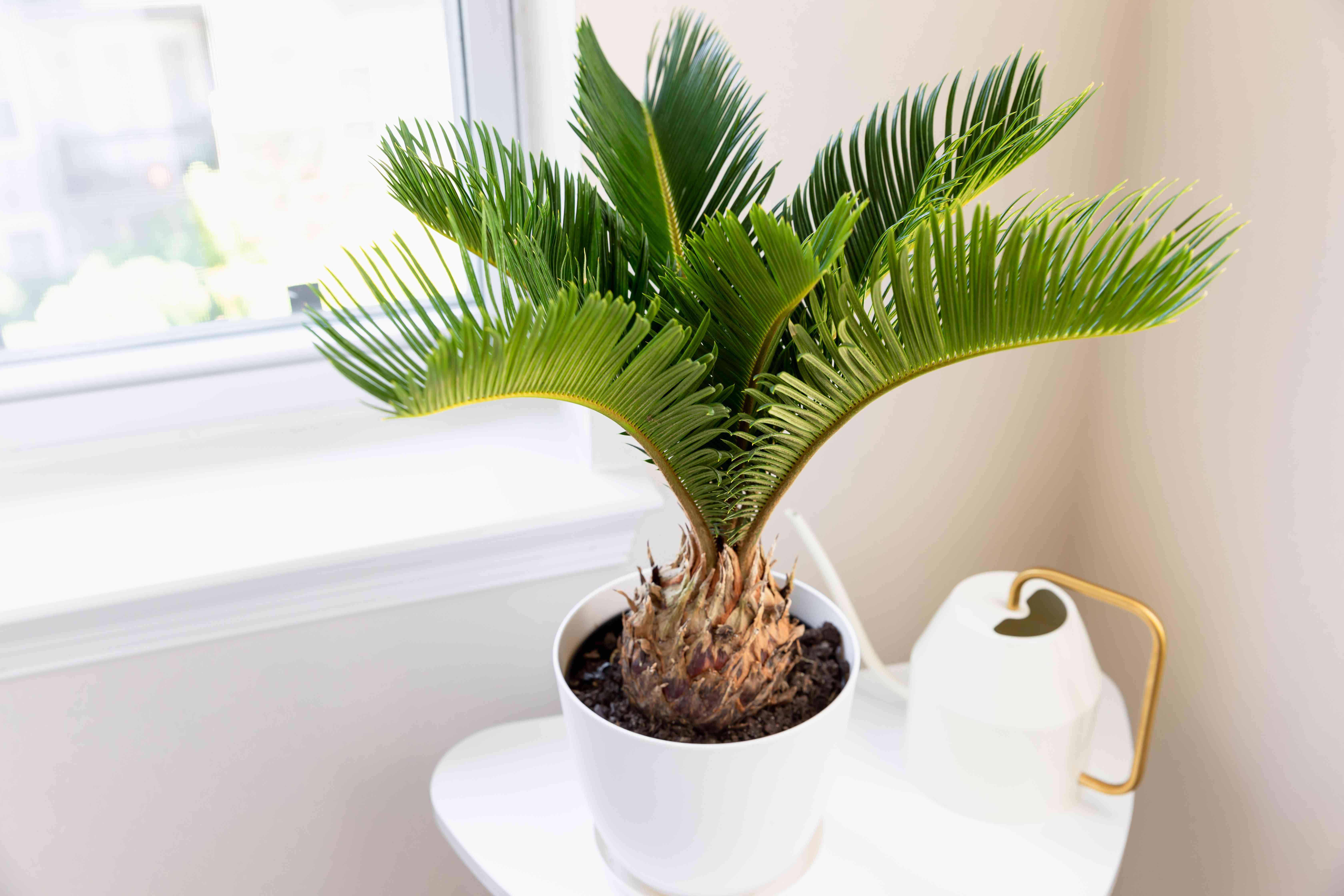 Sago palm